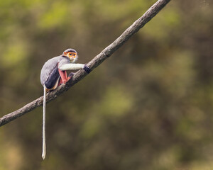 Red Shanked Langur