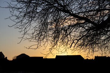 Silhouette of bare tree branches against a golden sunset sky over rooftops
