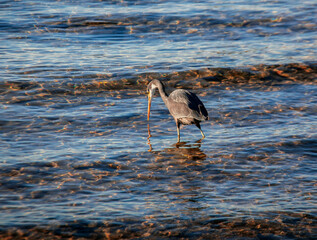 Dark morph of the Reef Heron hunts in clear waters along the coast.