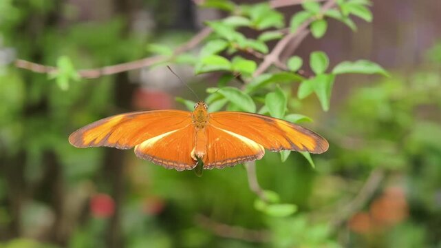 A male Julia heliconian (Dryas iulia) butterfly.