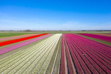 Drone photo of a beautiful flower landscape with tulips in the Dutch spring. The contrasting colors will make you happy.