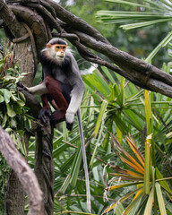 Red Shanked Langur