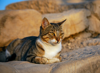 Free-living Egyptian domestic cat lies on ancient stones in Giza.