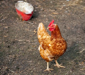 Domestic orange chicken of the local breed is fed in the village yard.
