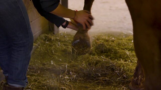 Close up of woman brushing horses legs