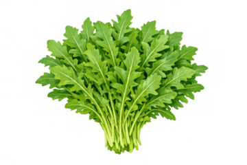 Fresh green bunch of arugula rocket leaves. Healthy eating ingredient for salads with transparent background