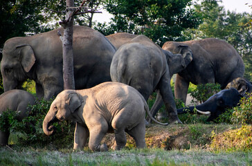 A family of wild elephants moves together, with a young calf leading the way