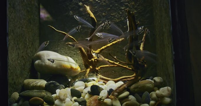 Catfish In Zoo Aquarium. Many Catfishes Float In Aquarium. Kryptopterus Vitreolus Known Commonly As Glass Cat, Ghost Catfish Or Phantom Catfish. Glass Catfish Are Endemic To Thailand