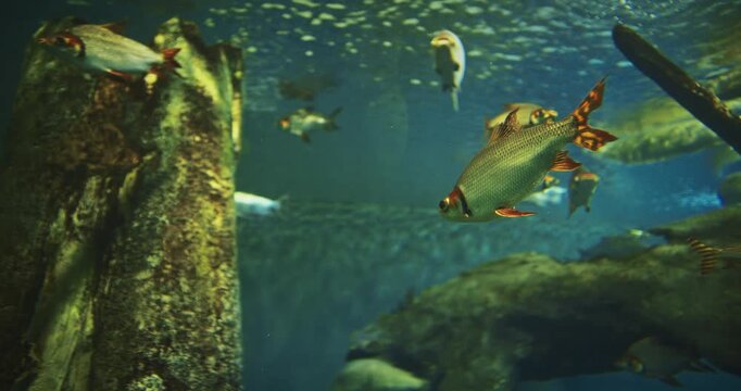 Shanghai, China. Silver Prochilodus Side View. Prochilodontidae Or Flannel-mouthed Characins, Are Small Family Of Freshwater Fishes. Silver Prochilodus Swim In Ocean Aquarium