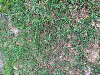 Detailed close up view on a forest ground texture with grass
