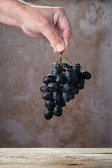 Hand Holding a Bunch of Black Grapes in Front of a Textured Background