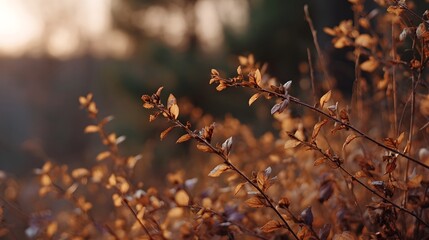 Close up of dry autumnal leaves and delicate stems at sunset with soft bokeh