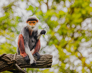Red Shanked Langur