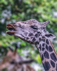 A Female Giraffe