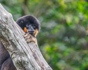 Southern yellow cheek Gibbon