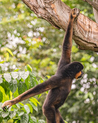 Southern yellow cheek Gibbon