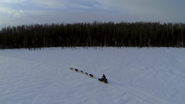 Iditarod sled dog team training in Alaska