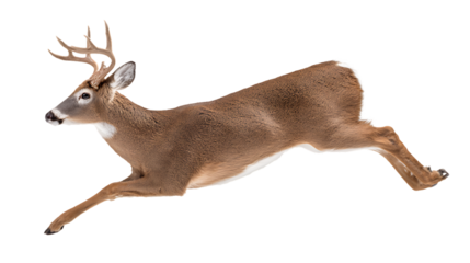 A brown deer with antlers running quickly isolated on transparent background