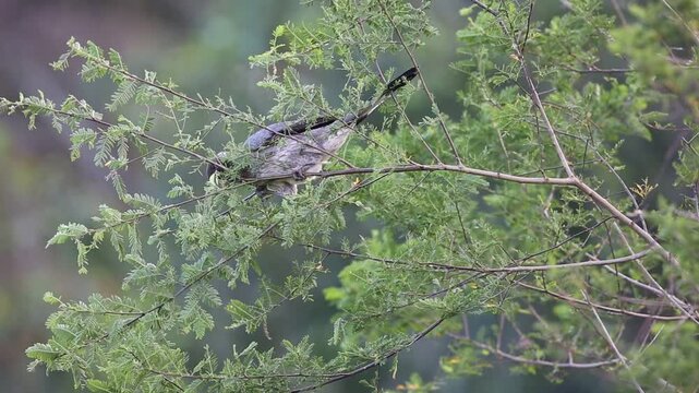 The eastern plantain-eater (Crinifer zonurus) also known as the eastern grey plantain-eater, is a large member of the turaco family. This photo was taken in Uganda.