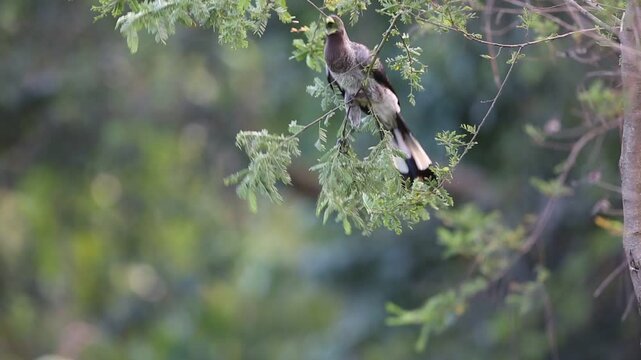 The eastern plantain-eater (Crinifer zonurus) also known as the eastern grey plantain-eater, is a large member of the turaco family. This photo was taken in Uganda.