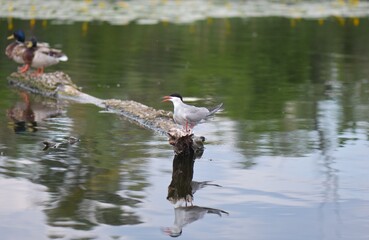 Seagulls perched on a tree on the river bank with reflection in the water