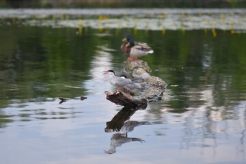 Seagulls perched on a tree on the river bank with reflection in the water
