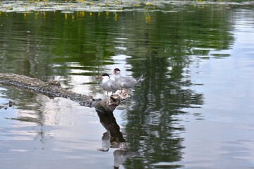 Seagulls perched on a tree on the river bank with reflection in the water