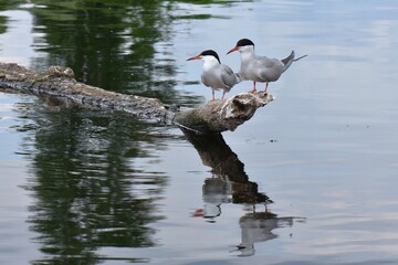 Seagulls perched on a tree on the river bank with reflection in the water