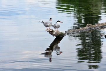 Seagulls perched on a tree on the river bank with reflection in the water