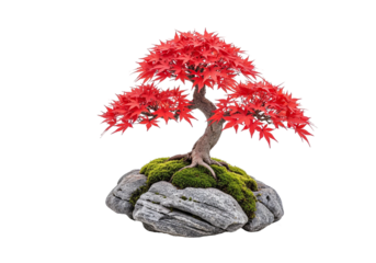 Red Bonsai Tree in Pot Japanese Plant Isolated on Black