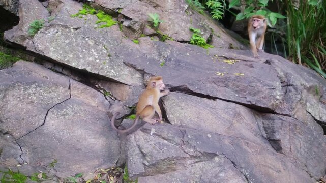 Wild monkeys of the island of Sri Lanka. Macaques on the Pidurangula Rock, a meeting during the ascent to the observation rock overlooking Sigiriya.