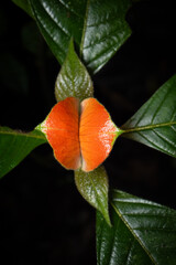 Girlfirend kiss or Hooker's Lips Plant (Palicourea elata) in the Amazonian jungle, Ecuador