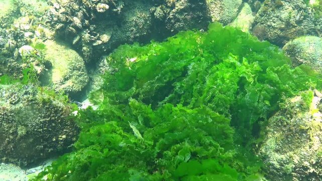 The green alga Enteromorpha or Ulva grows in small clumps on a rocky seabed, Black Sea