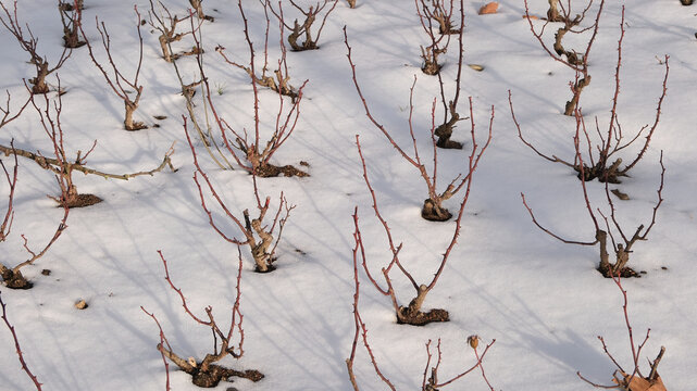 Winterharte geschnittene Rosen Tribe im Winter auf Schnee bedeckter Erde, &Uuml;berwinterung von Rosen Pflanzen im Schnee