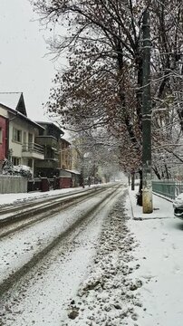 Snow Falling on Tree-Lined Urban Street in Winter