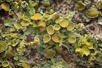 Common orange lichen (Xanthoria parietina) on bark, bioindicator for nitrogen air pollution.