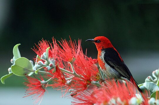 scarlet Myzomela Honeyeater Perched on Vibrant Red Bottlebrush Flower