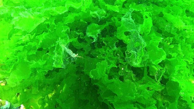 Long thalli of green algae Ulva lactuca on rocks near the shore in the Black Sea are moved by water movement, Black Sea.