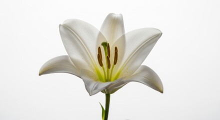 White Lily Flower on White Background.