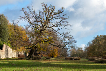 Leaning tree in Knole Park near Sevenoaks in Kent, England