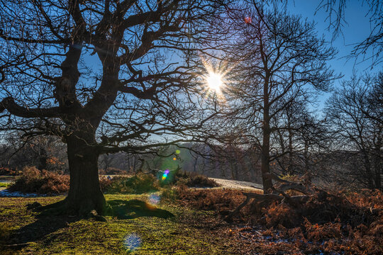 Sunburst in Shorne Country Park in Kent on a cold winters day.