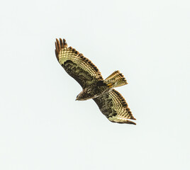 bird of prey in flight on the sky