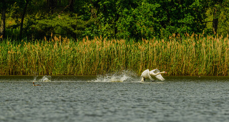 mute swan (Cygnus olor) taking of from water