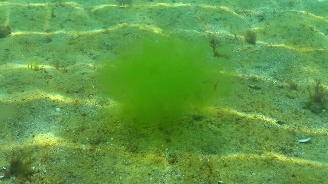 The green alga Cladophora floats above the sandy seabed in the Black Sea.