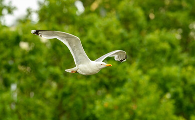Caspian gull (Larus cachinnans) in flight