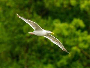 Caspian gull (Larus cachinnans) in flight