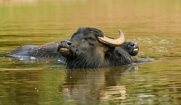 water buffalo (Bubalus arnee) in water