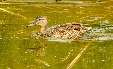 mallard wild duck (Anas platyrhynchos) female swimming