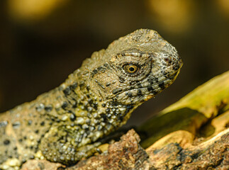 Chinese crocodile lizard (Shinisaurus crocodilurus) portrait