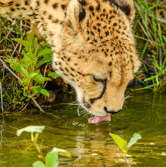 Northeast African cheetah (Acinonyx jubatus soemmeringii)